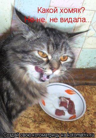 Котоматрица: Какой хомяк?  Не-не, не видала...