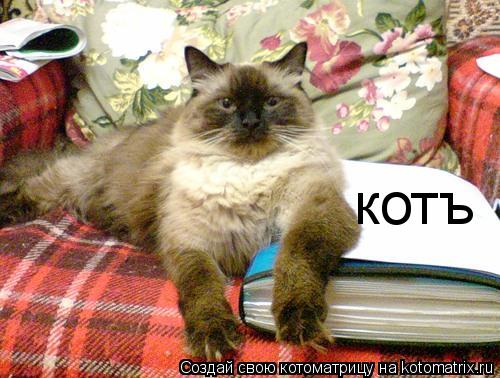 Котоматрица: котъ