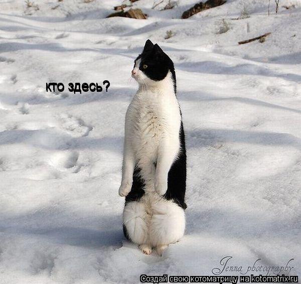 Котоматрица: кто здесь? кто здесь? кто здесь?