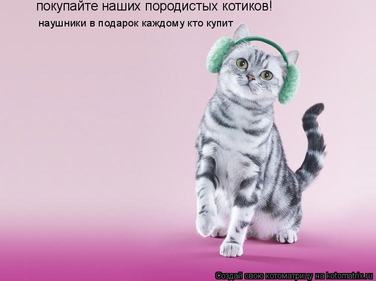 Котоматрица: покупайте наших породистых котиков! наушники в подарок каждому кто купит