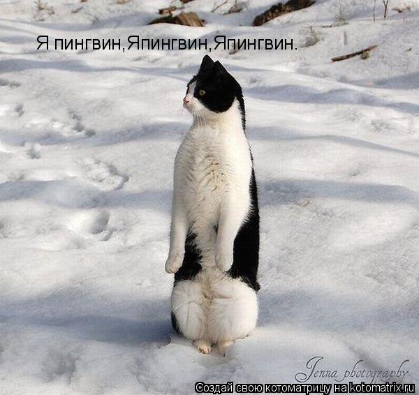 Котоматрица: Я пингвин,Япингвин,Япингвин.