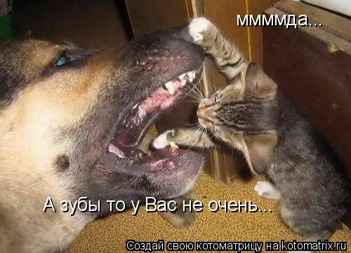 Котоматрица: ммммда... А зубы то у Вас не очень...