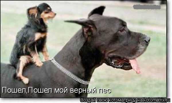 Котоматрица: Пошел,Пошел мой верный пес