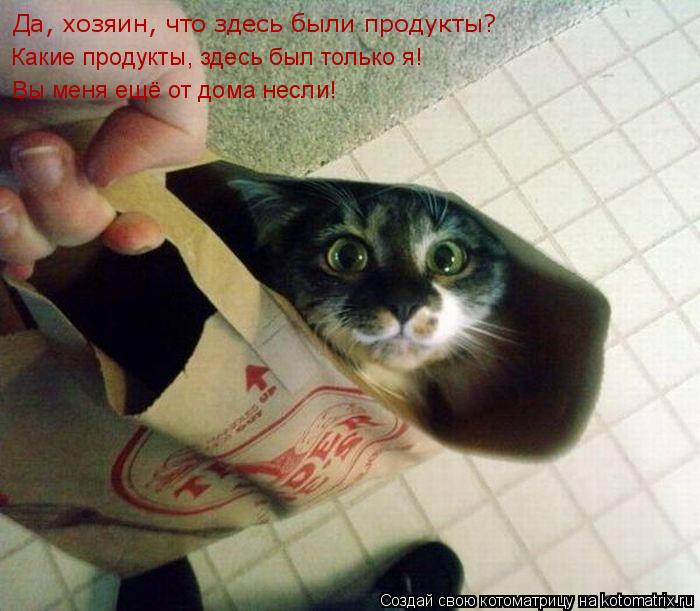 Котоматрица: Да, хозяин, что здесь были продукты? Какие продукты, здесь был только я! Вы меня ещё от дома несли!