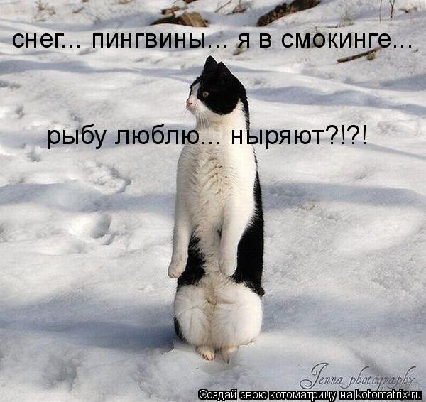 Котоматрица: снег... пингвины... я в смокинге...  рыбу люблю... ныряют?!?!