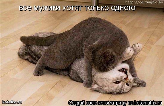 Котоматрица: все мужики хотят только одного
