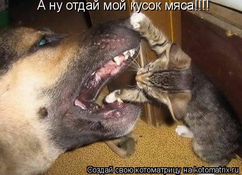 Котоматрица: А ну отдай мой кусок мяса!!!!