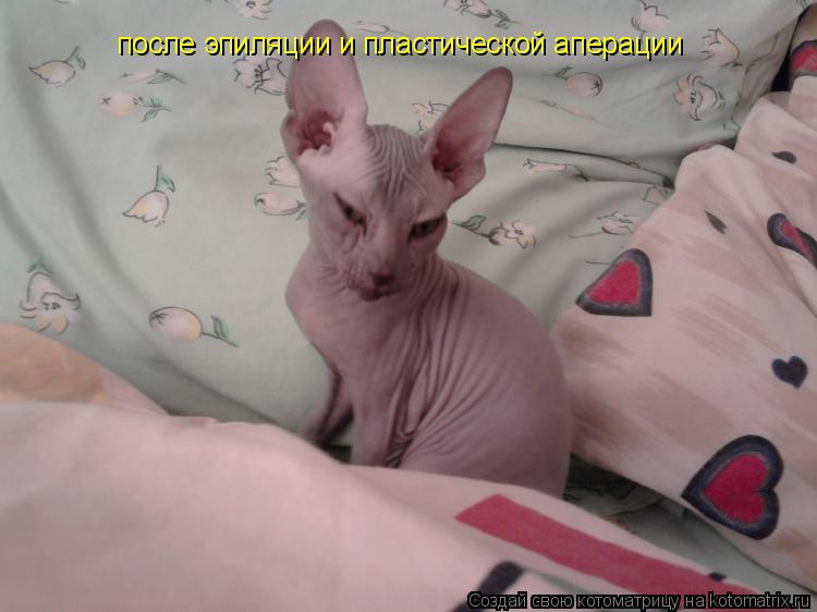 Котоматрица: после эпиляции и пластической аперации