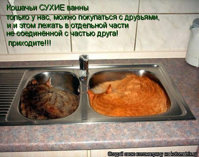 Котоматрица: только у нас, можно покупаться с друзьями, Кошачьи СУХИЕ ванны и и этом лежать в отдельной части не соединённой с частью друга! приходите!!!