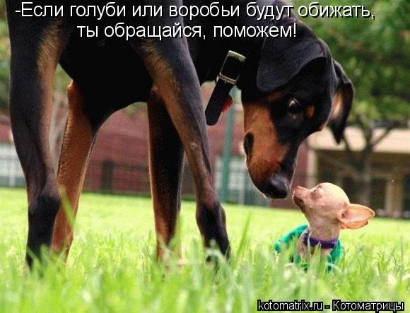 -Если голуби или воробьи будут обижать, ты обращайся, поможем!... Котоматрица: -Если голуби или воробьи будут обижать, ты обращайся, поможем!