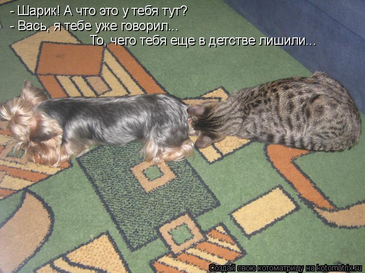 Котоматрица: - Шарик! А что это у тебя тут? - Вась, я тебе уже говорил...  То, чего тебя еще в детстве лишили...