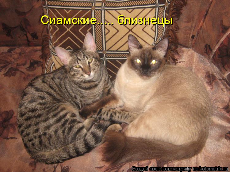 Котоматрица: Сиамские..... близнецы