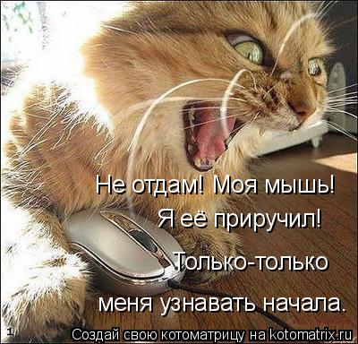 Котоматрица: Не отдам! Моя мышь! Я её приручил! меня узнавать начала. Только-только