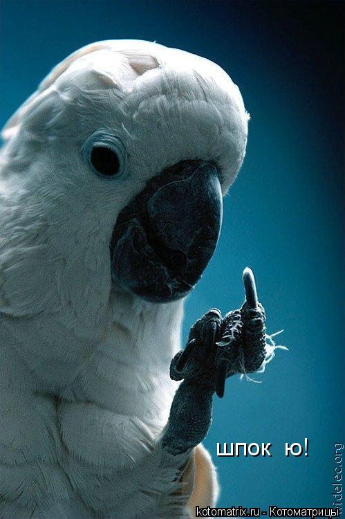 Котоматрица: шпок  ю!