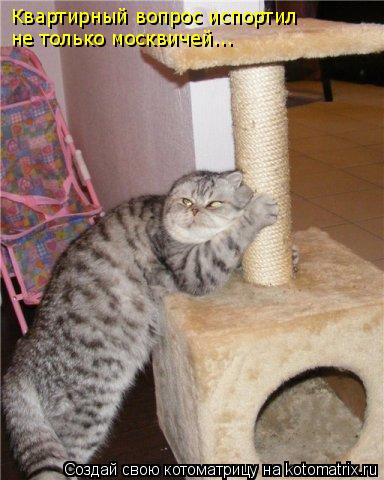 Котоматрица: Квартирный вопрос испортил не только москвичей...