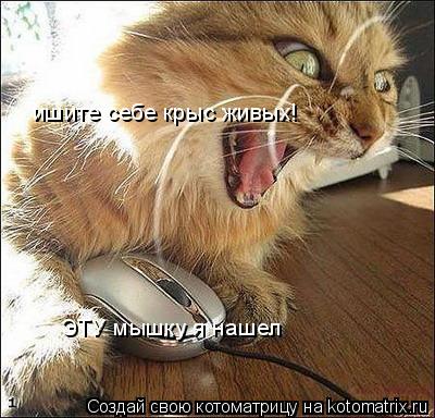 Котоматрица: ишите себе крыс живых! ЭТУ мышку я нашел