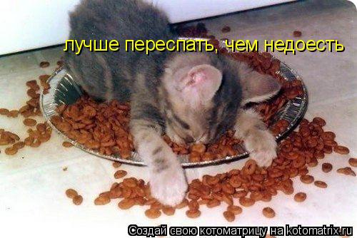 Котоматрица: лучше переспать, чем недоесть
