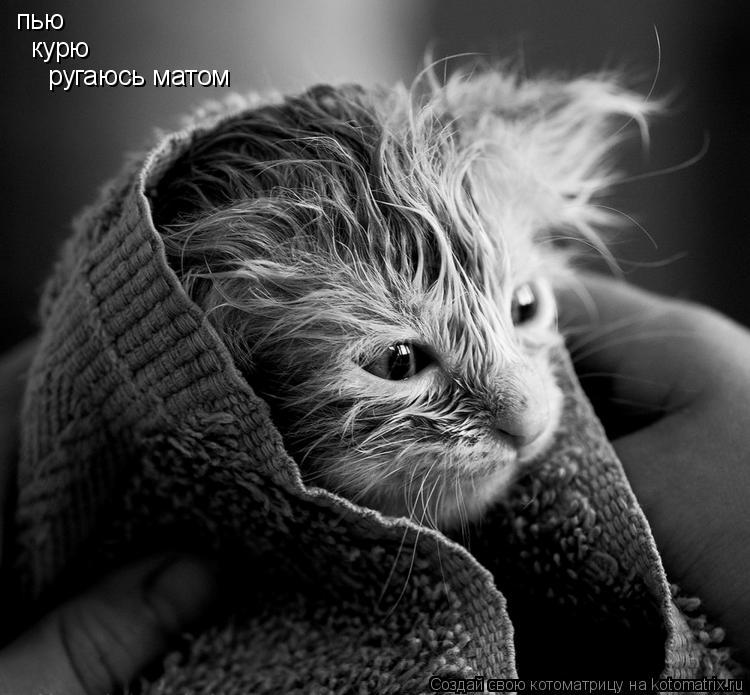 Котоматрица: пью  курю  ругаюсь матом