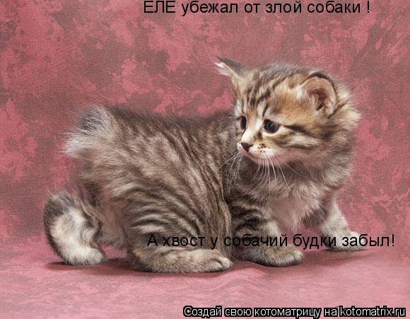 Котоматрица: ЕЛЕ убежал от злой собаки ! А хвост у собачий будки забыл!