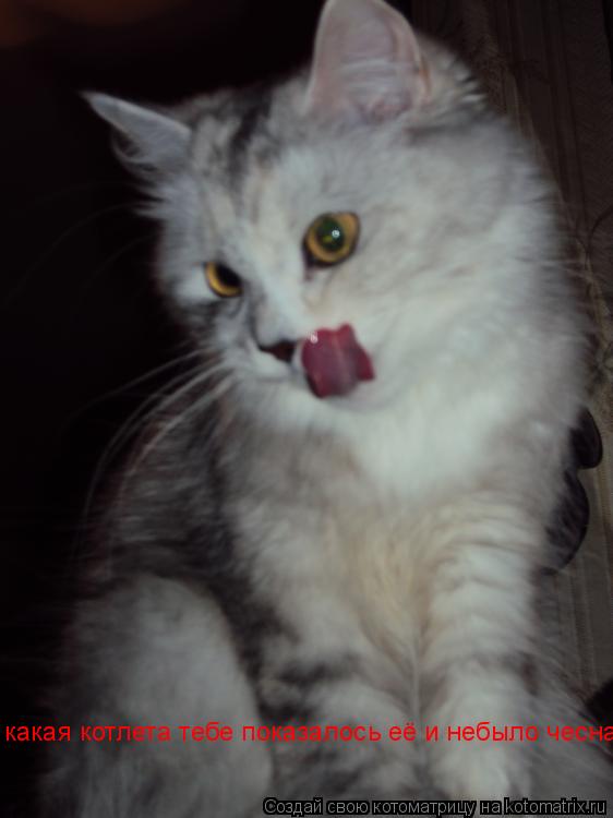 Котоматрица: какая котлета тебе показалось её и небыло чесна чесна=))