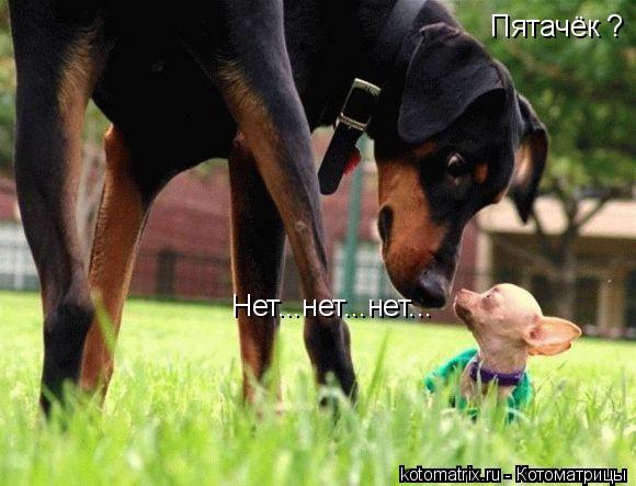 Котоматрица: Пятачёк ? Нет...нет...нет...