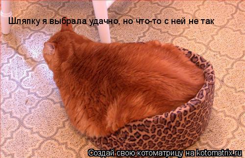 Котоматрица: Шляпку я выбрала удачно, но что-то с ней не так