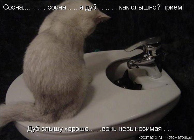 Котоматрица: Сосна.... .. .. . сосна .. .. я дуб.. . .. ... как слышно? приём! Дуб слышу хорошо... . .вонь невыносимая . .. .