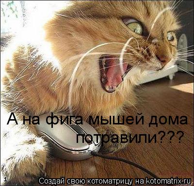 А на фига мышей дома потравили???... Котоматрица: А на фига мышей дома потравили???