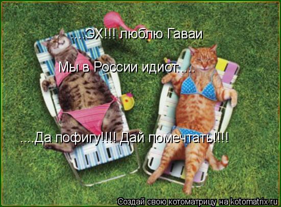 Котоматрица: ....ЭХ!!! люблю Гаваи Мы в России идиот..... ....Да пофигу!!!! Дай помечтать!!!!