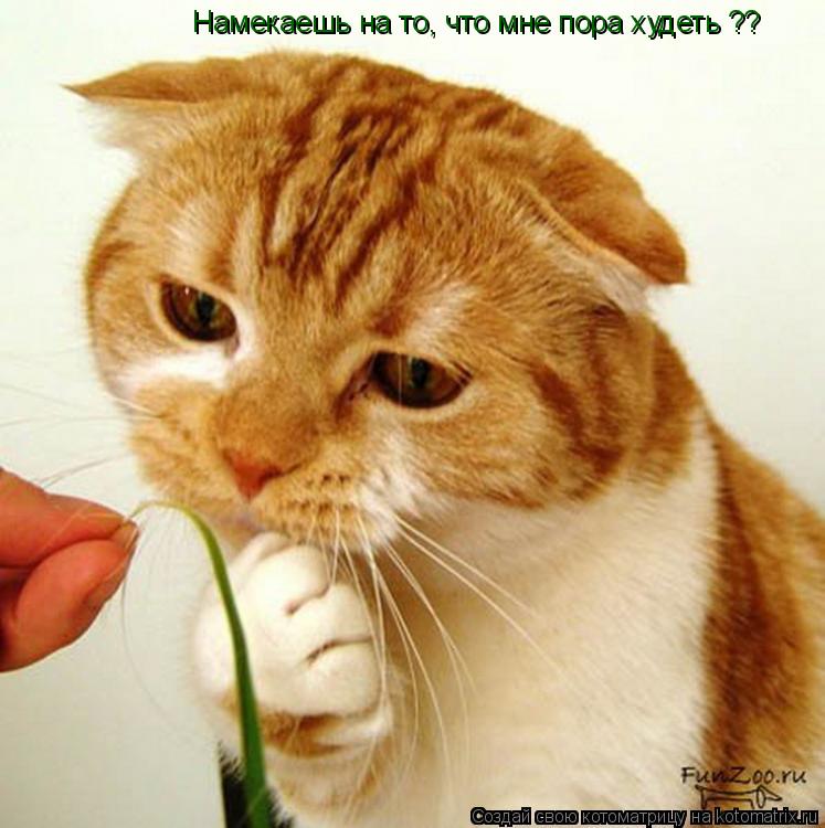 Котоматрица: Намекаешь на то, что мне пора худеть ??