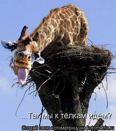 Котоматрица: ...Так мы к тёлкам идём?