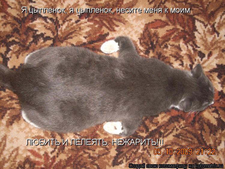 Котоматрица: Я цыпленок, я цыпленок, несите меня к моим ЛЮБИТЬ И ЛЕЛЕЯТЬ. НЕЖАРИТЬ!!!