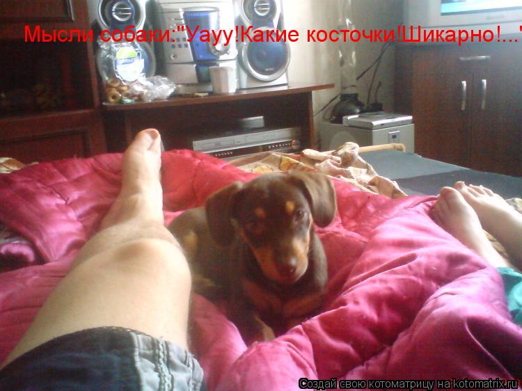 Котоматрица: Мысли собаки:"Уауу!Какие косточки!Шикарно!..."