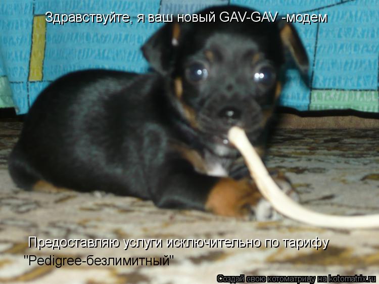 Котоматрица: Здравствуйте, я ваш новый GAV-GAV -модем Предоставляю услуги исключительно по тарифу "Pedigree-безлимитный"