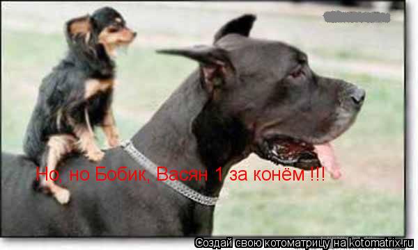 Котоматрица: Но, но Бобик, Васян 1 за конём !!!