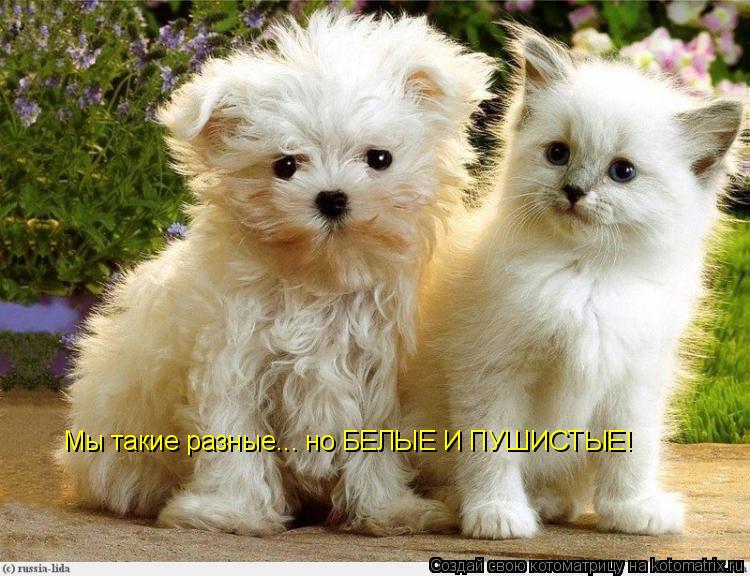 Котоматрица: Мы такие разные... но БЕЛЫЕ И ПУШИСТЫЕ!