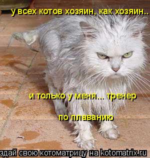 Котоматрица: у всех котов хозяин, как хозяин.. и только у меня... тренер  по плаванию