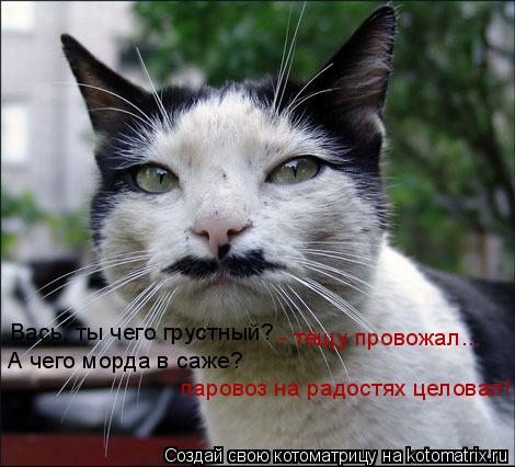 Котоматрица: А чего морда в саже?  паровоз на радостях целовал! Вась, ты чего грустный?  - тёщу провожал...