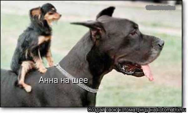 Котоматрица: Анна на шее