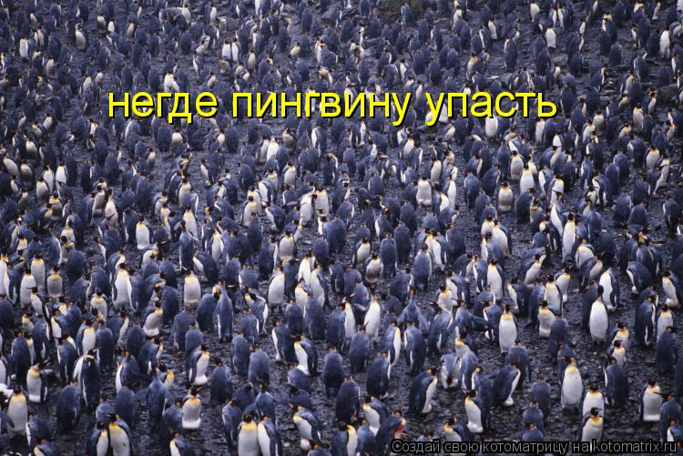 Котоматрица: негде пингвину упасть