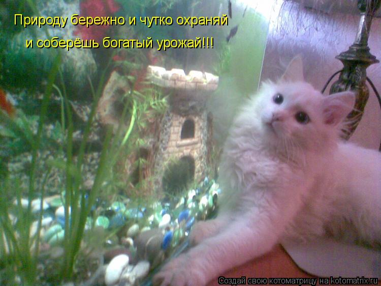 Котоматрица: Природу бережно и чутко охраняй и соберёшь богатый урожай!!!