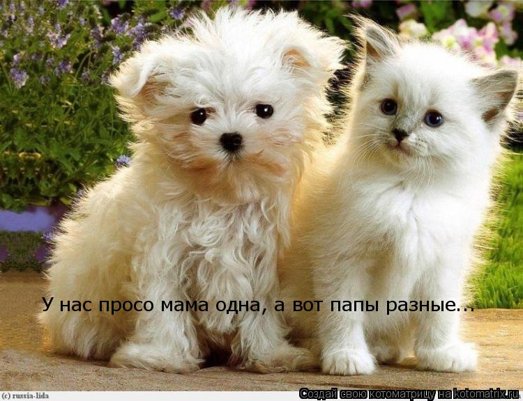Котоматрица: У нас просо мама одна, а вот папы разные...