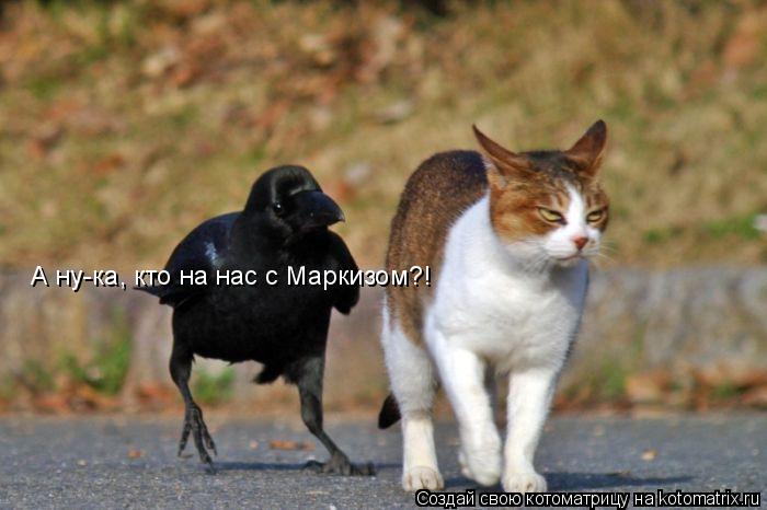 Котоматрица: А ну-ка, кто на нас с Маркизом?!