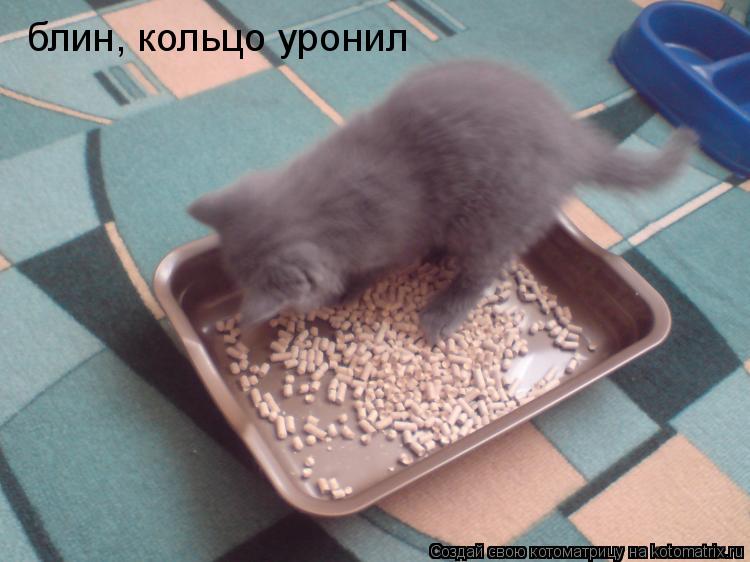 блин, кольцо уронил... Котоматрица: блин, кольцо уронил