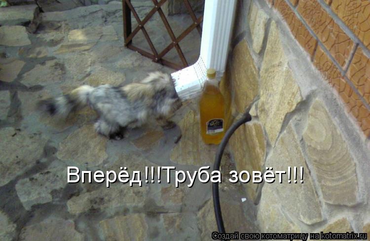 Котоматрица: Вперёд!!!Труба зовёт!!!