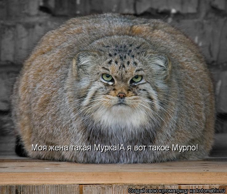 Моя жена такая Мурка!А я вот такое Мурло!... Котоматрица: Моя жена такая Мурка!А я вот такое Мурло!