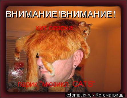Котоматрица: ВНИМАНИЕ!ВНИМАНИЕ! хит сезона:  парик "мюзикл  CATS"