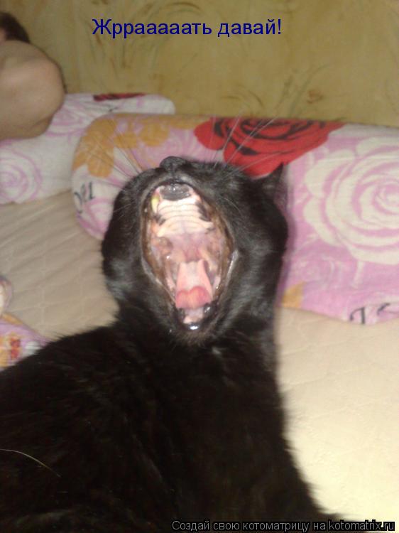 Котоматрица: Жррааааать давай!