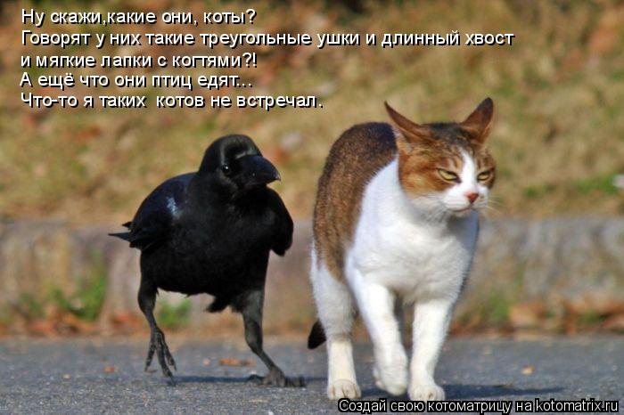 Котоматрица: Ну скажи,какие они, коты? Говорят у них такие треугольные ушки и длинный хвост и мягкие лапки с когтями?! А ещё что они птиц едят... Что-то я так
