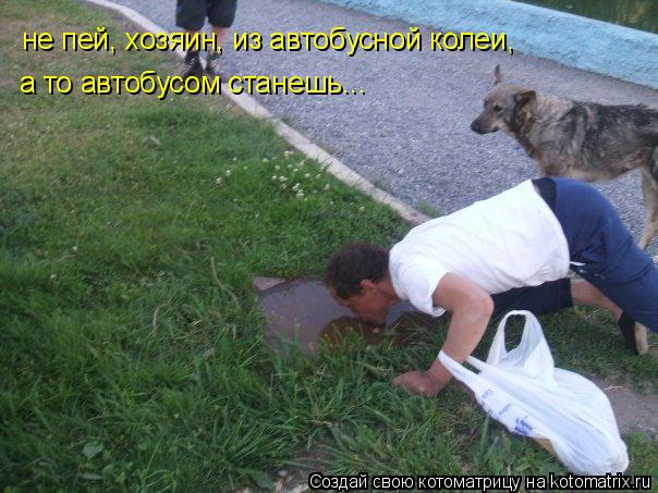 Котоматрица: не пей, хозяин, из автобусной колеи,  а то автобусом станешь...